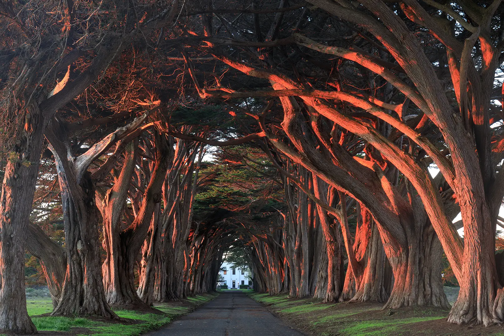 Marin County Trees